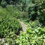 Mai Chau dirt road motorbike tours