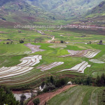 North Vietnam terrace rice fields